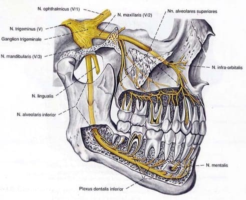 Biết rõ dây thần kinh ở vùng miệng - Hạn chế ảnh hưởng của nhổ răng khôn