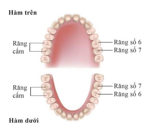 Vị trí răng cấm: Tầm quan trọng và cách chăm sóc đúng cách