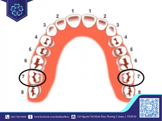 vi-tri-rang-coi-so-7-tren-ham Vị trí răng cối số 7 trên hàm (ảnh minh họa)